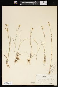 Juncus scirpoides image