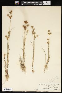 Juncus scirpoides image