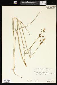 Juncus scirpoides image