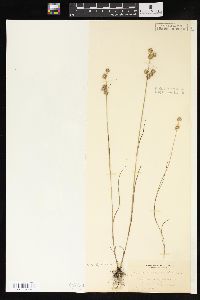 Juncus scirpoides image