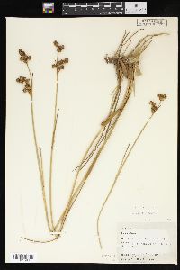 Juncus scirpoides image