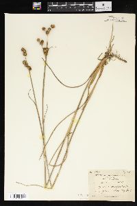 Juncus scirpoides image