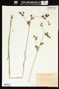 Juncus scirpoides image