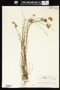 Juncus scirpoides image