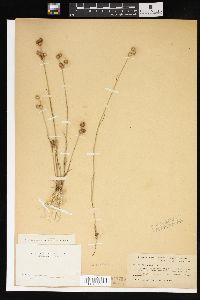 Juncus scirpoides image