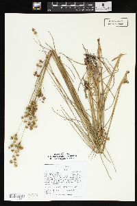 Juncus scirpoides image