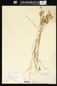 Juncus scirpoides var. macrostemon image