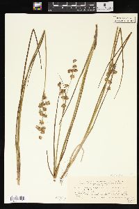 Juncus suksdorfii image