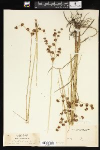 Juncus suksdorfii image