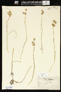 Juncus texanus image