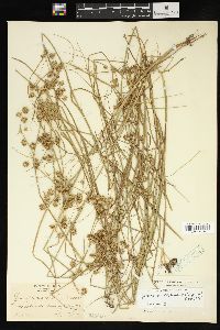 Juncus texanus image