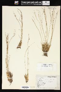 Juncus trifidus image