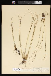 Juncus trifidus image