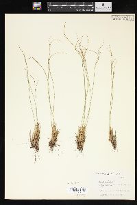 Juncus trifidus image