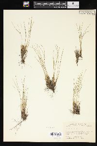 Juncus trifidus image