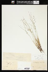 Juncus trifidus image