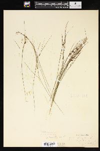 Juncus trifidus image