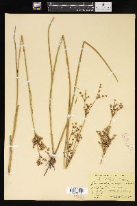 Juncus trigonocarpus image