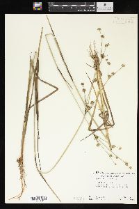 Juncus validus image