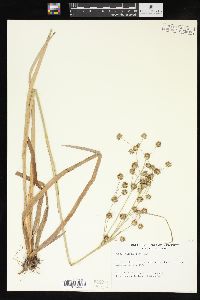 Juncus validus image