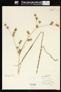 Juncus validus image