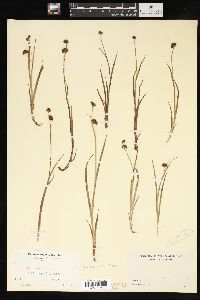 Juncus xiphioides image