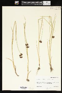 Juncus saximontanus image