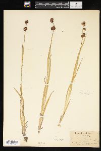 Juncus saximontanus image