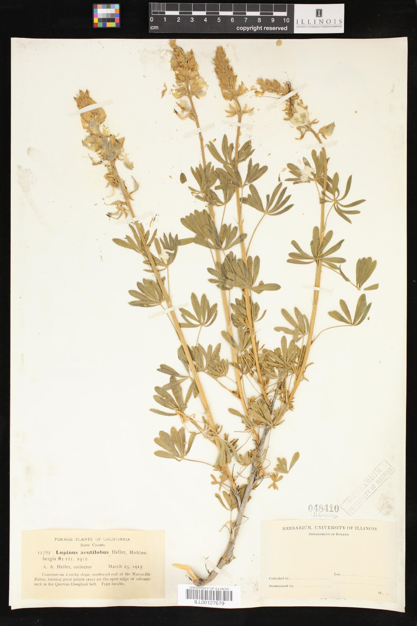 Lupinus acutilobus image