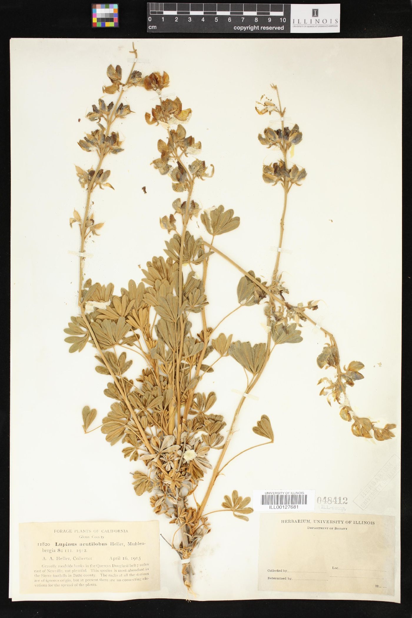 Lupinus acutilobus image