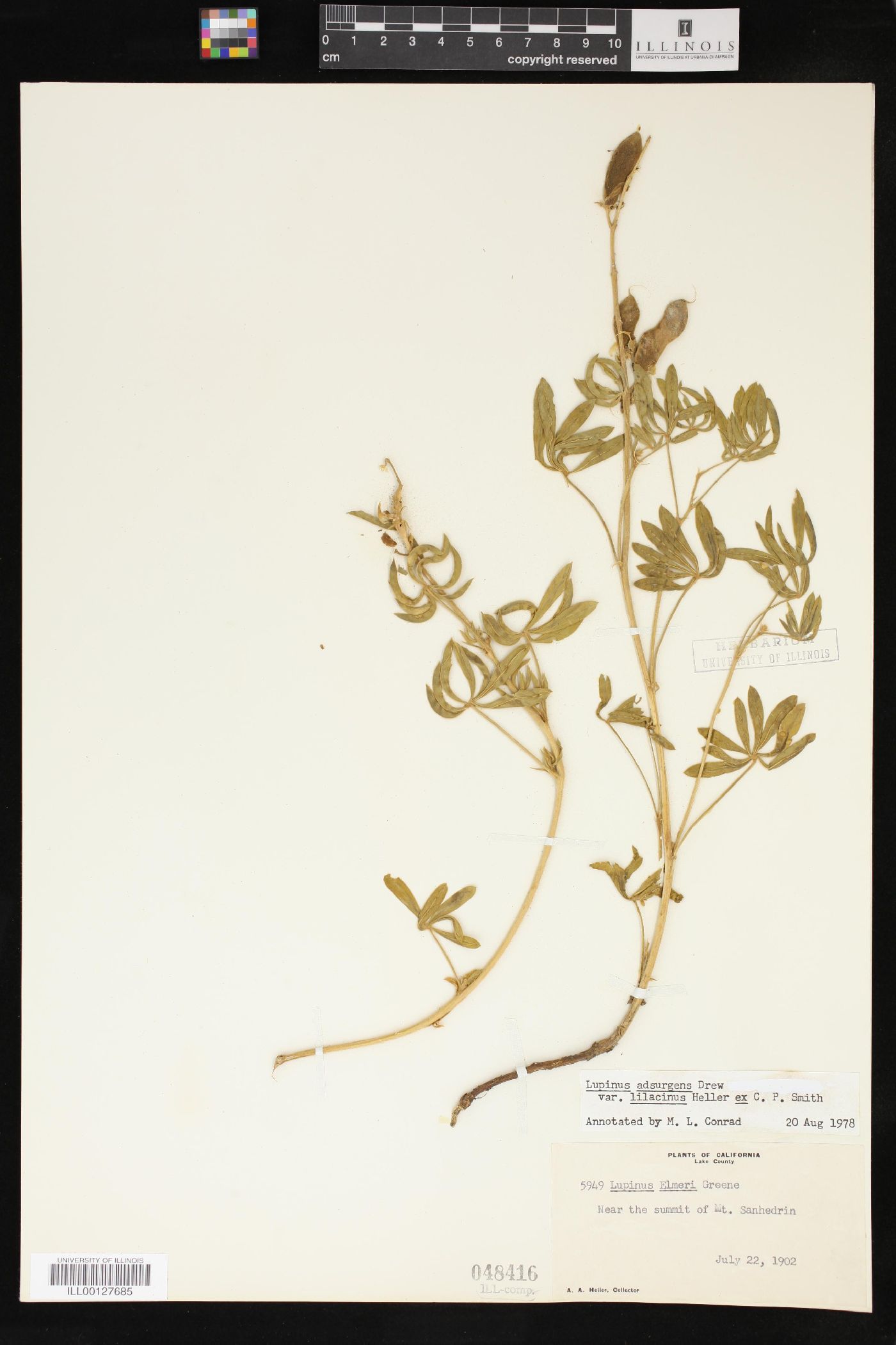 Lupinus adsurgens image