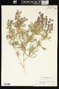 Lupinus caudatus image