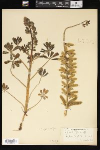 Lupinus affinis image