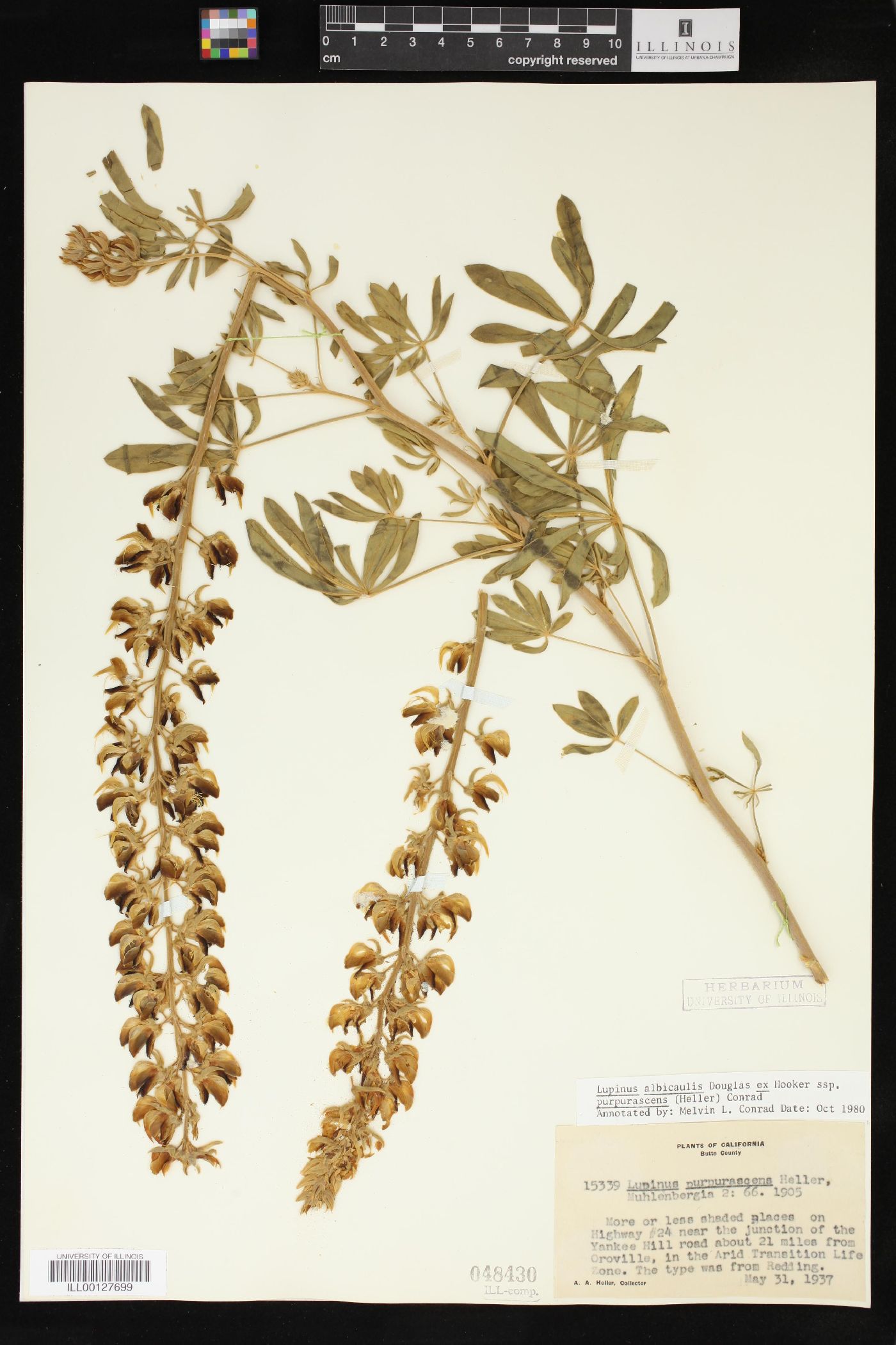 Lupinus albicaulis subsp. purpurascens image