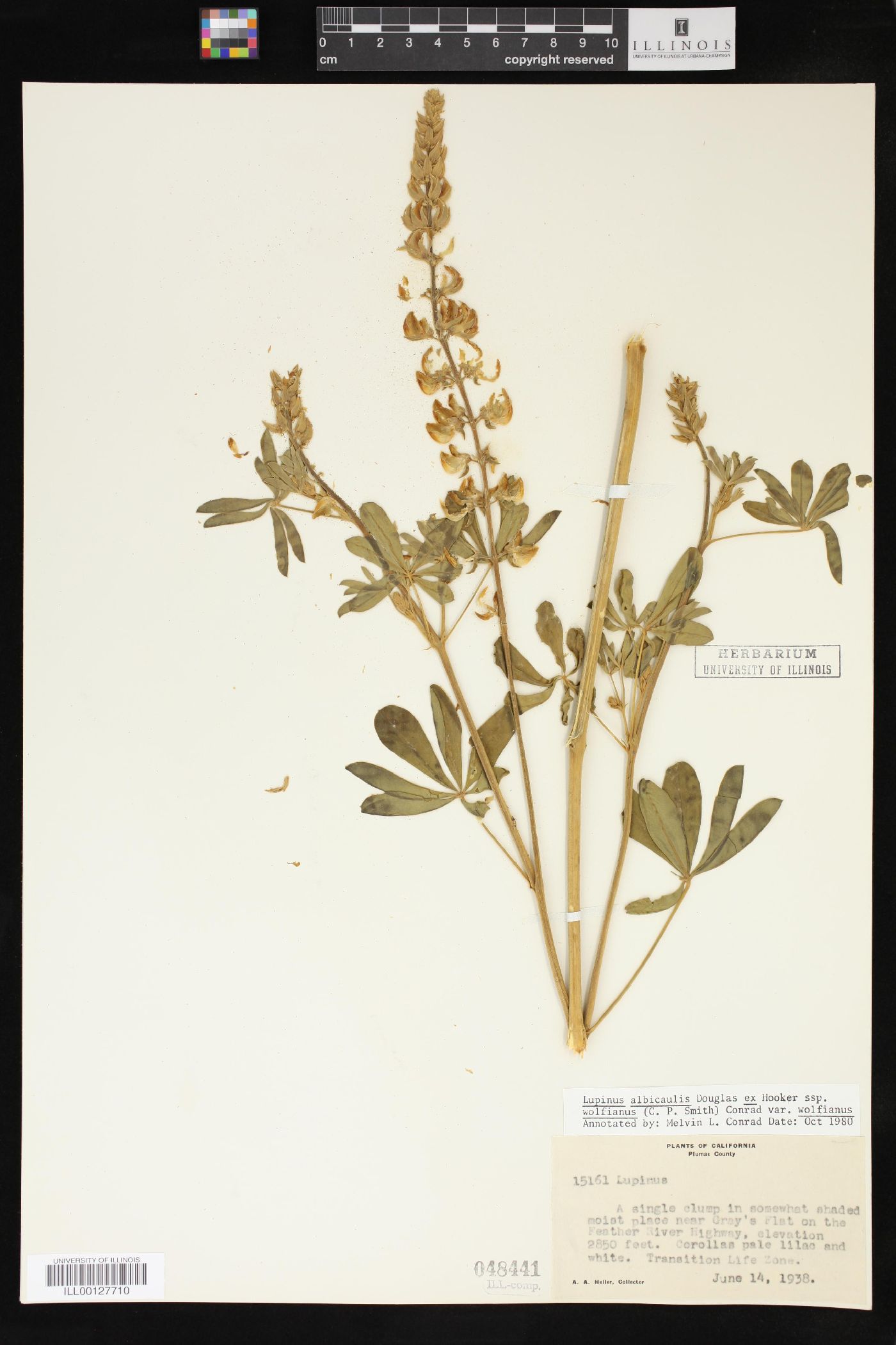 Lupinus albicaulis subsp. wolfianus image
