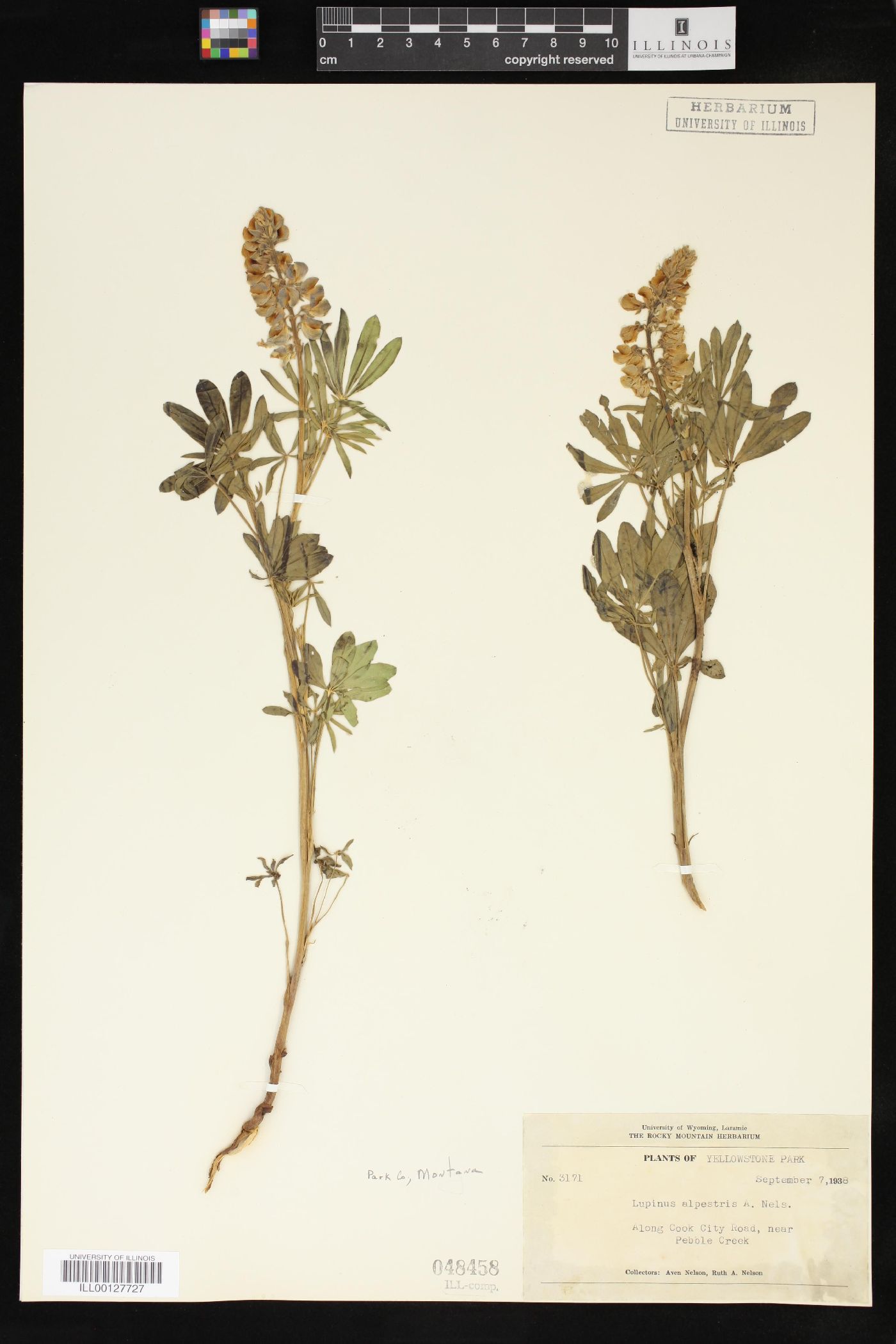 Lupinus alpestris image