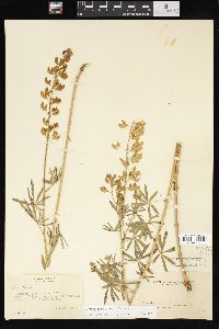 Lupinus angustiflorus image