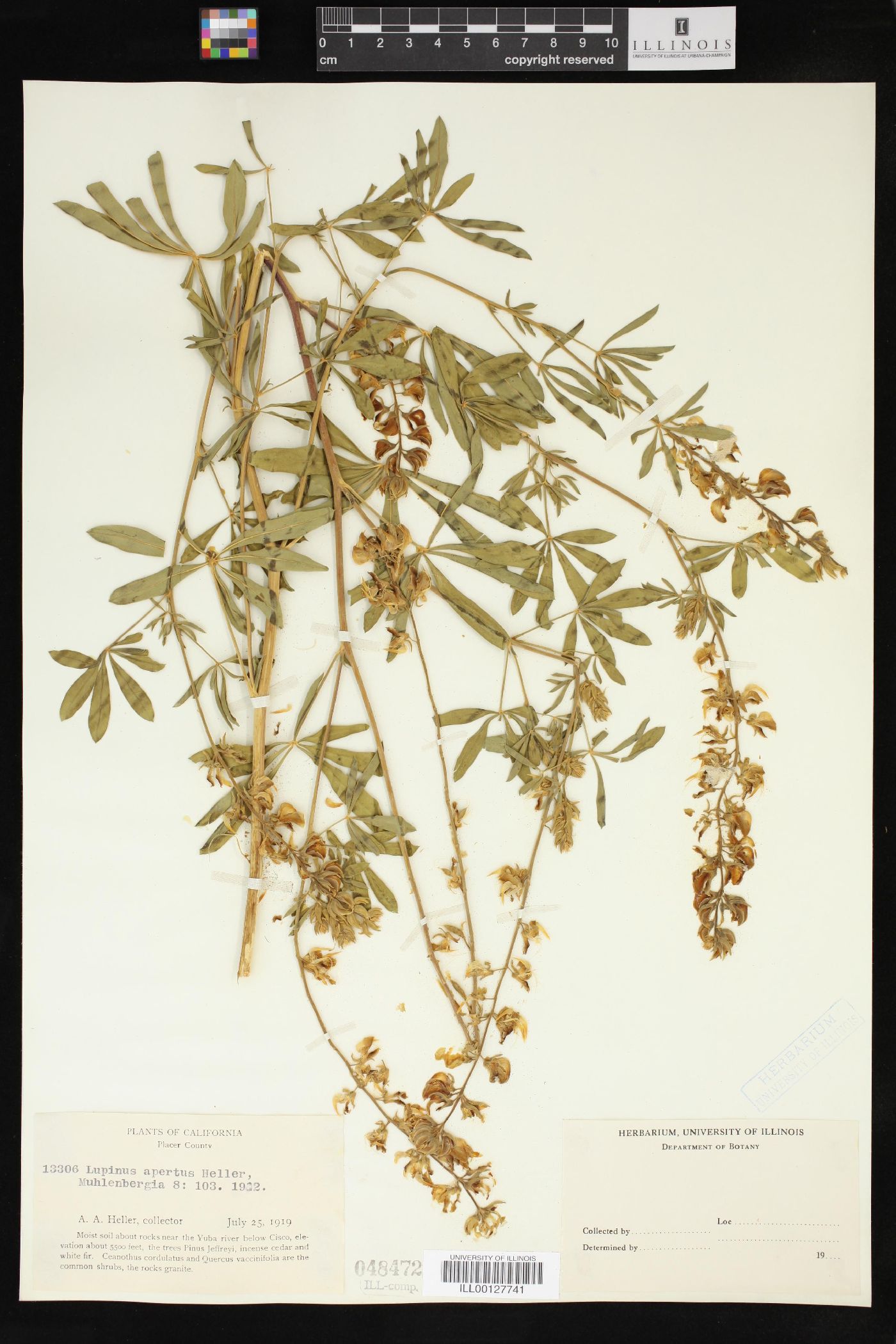 Lupinus apertus image