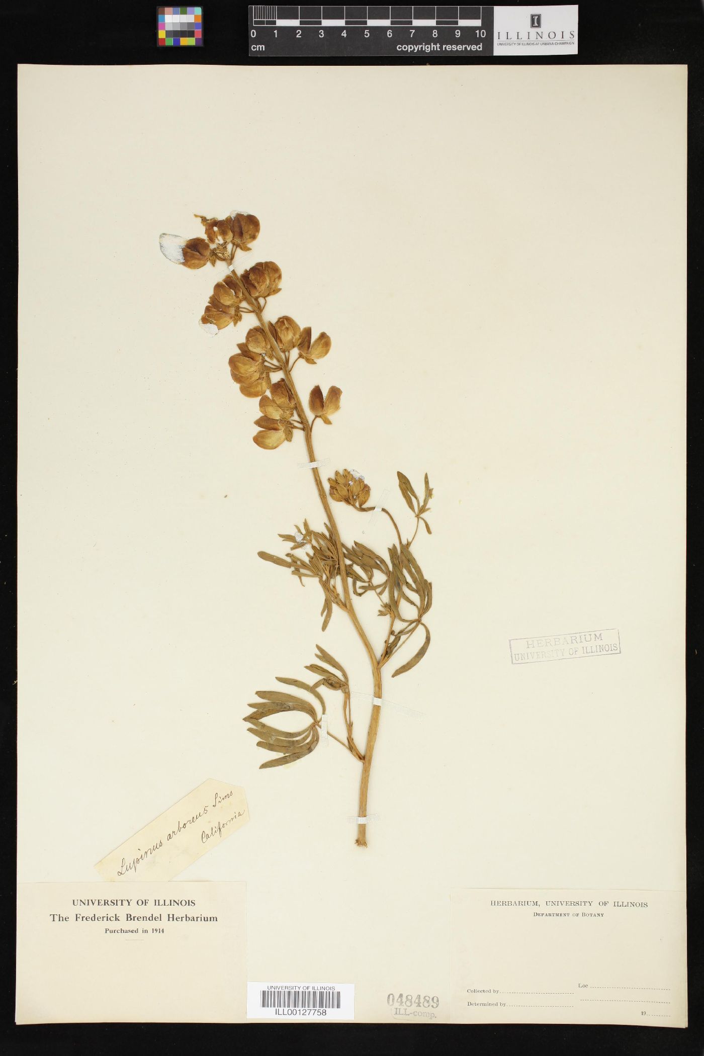 Lupinus arboreus image