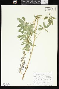 Lupinus argenteus subsp. rubricaulis image