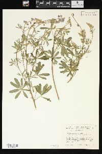 Lupinus argenteus var. laxiflorus image