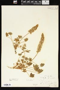 Lupinus aridus image