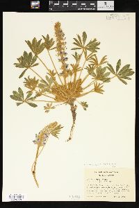 Lupinus aridus image