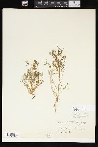 Lupinus bicolor image