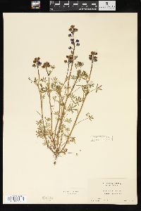 Lupinus bicolor image