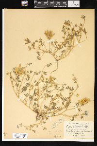 Lupinus bicolor image