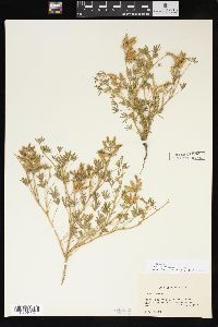 Lupinus bicolor image