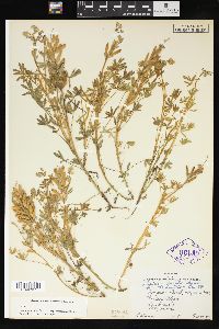 Lupinus bicolor subsp. marginatus image