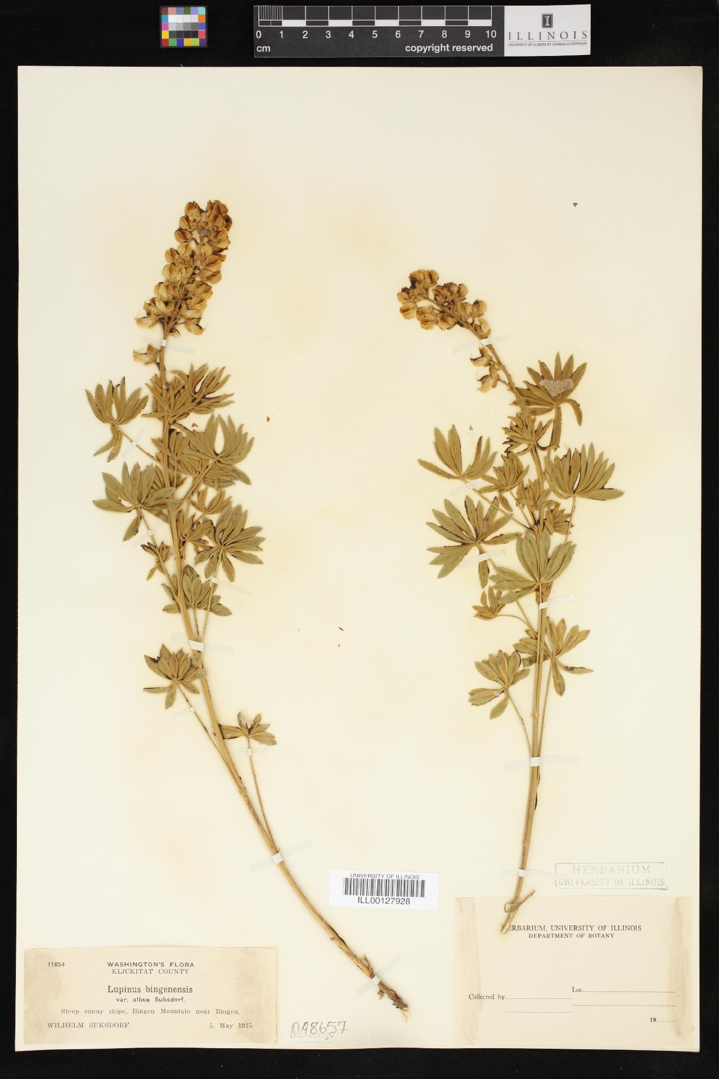 Lupinus bingenensis var. albus image