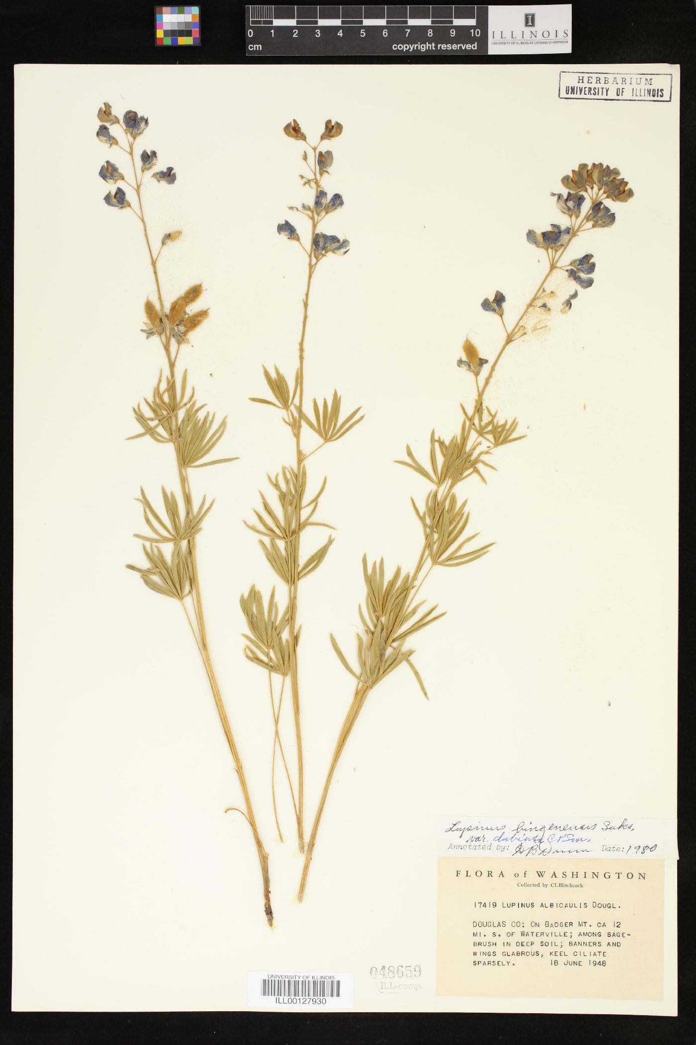 Lupinus bingenensis var. dubius image